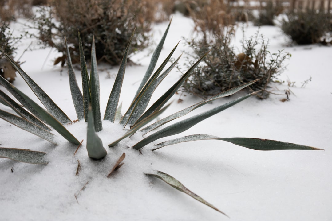 a snow covered ground with a plant in the middle of it