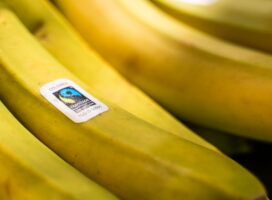 Bunch of ripe bananas with a fairtrade sticker.