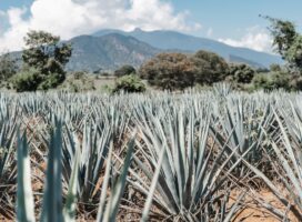 a field of pineapples with mountains in the background
