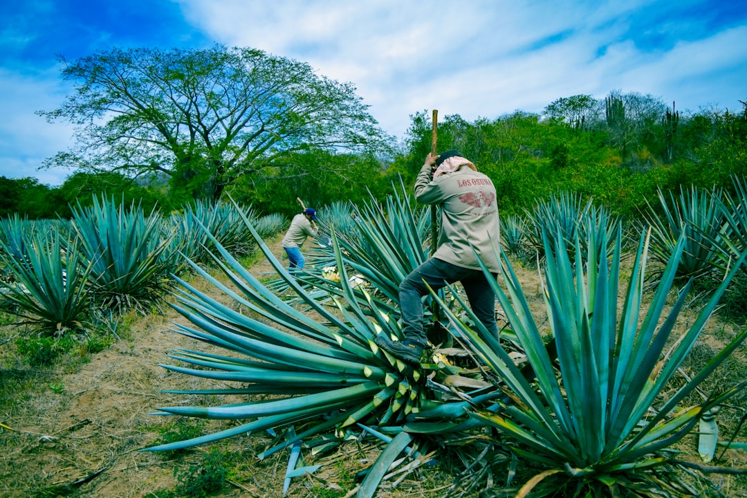 a man standing in a field next to a large blue plant