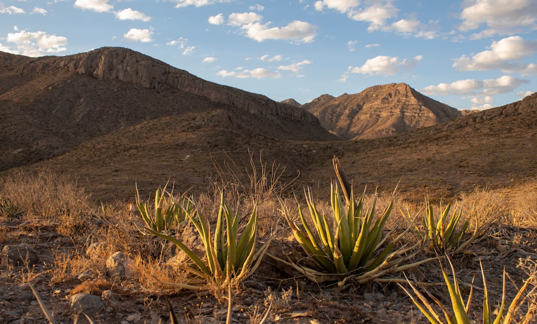 a desert landscape with mountains in the background