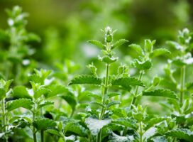 a close up of a plant with green leaves