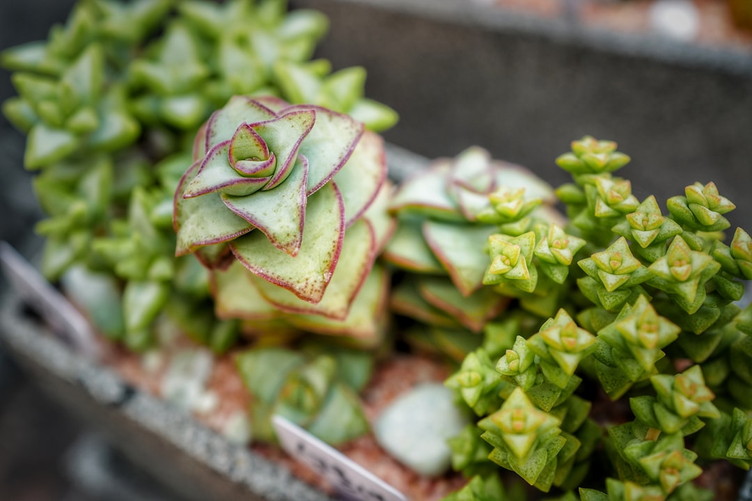 green succulent