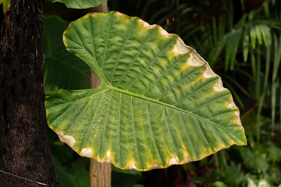 A large green leaf shows signs of yellowing.