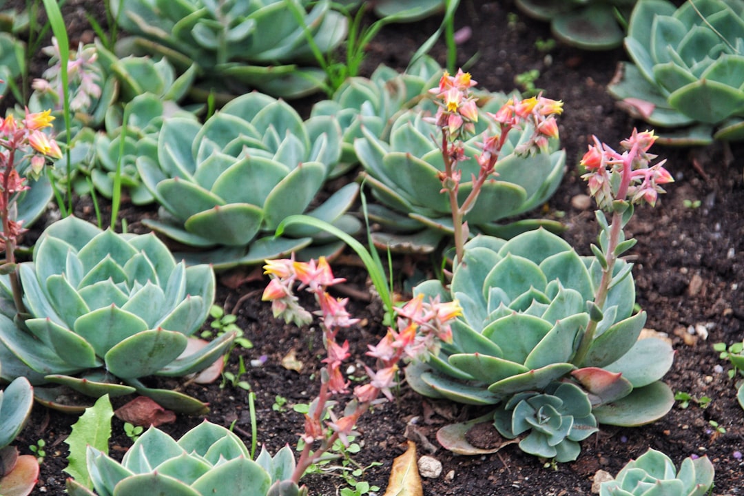 green succulents during daytime
