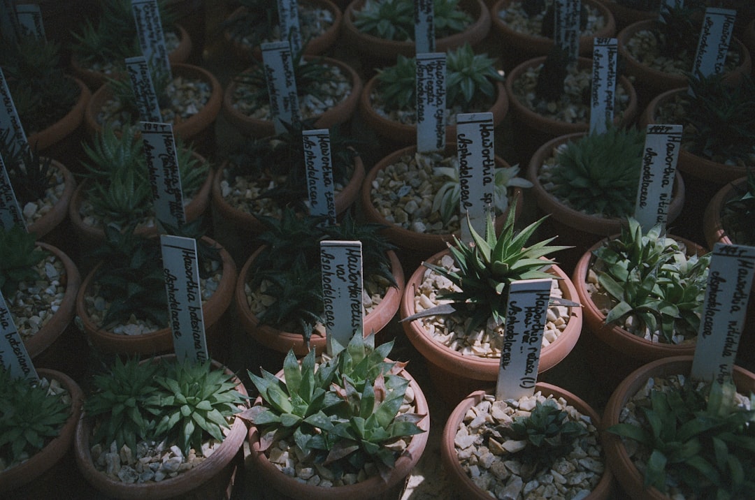 Many potted succulents with labels in a nursery.