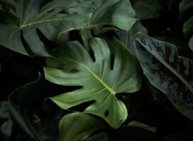 観葉植物のカイガラムシ駆除方法！確実に退治する手順と再発予防策