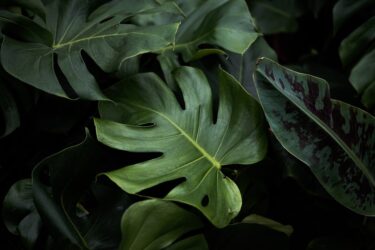 観葉植物のカイガラムシ駆除方法！確実に退治する手順と再発予防策