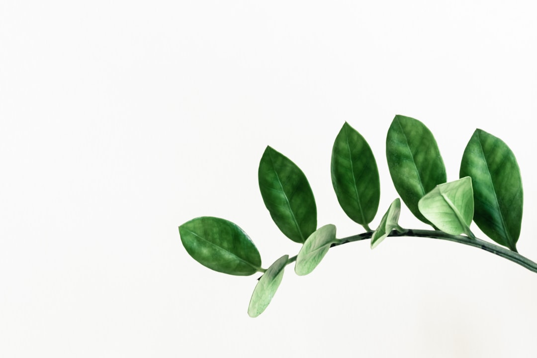 zz plant stem against white background