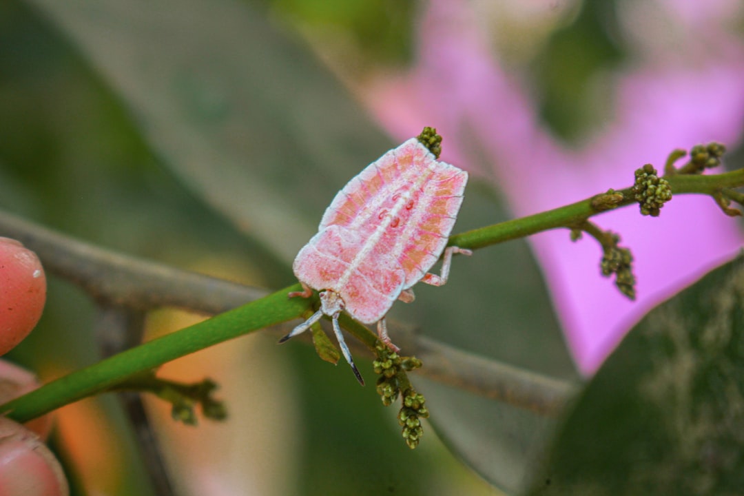 a pink and white bug on a green stem