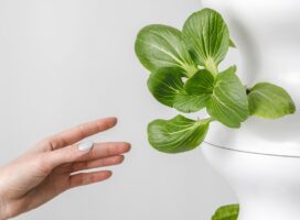 観葉植物の水耕栽培のやり方！土を使わず清潔に育てる手順とコツ