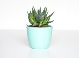 多肉植物初心者ガイド｜アガベ・サボテンと出会う最初の一鉢