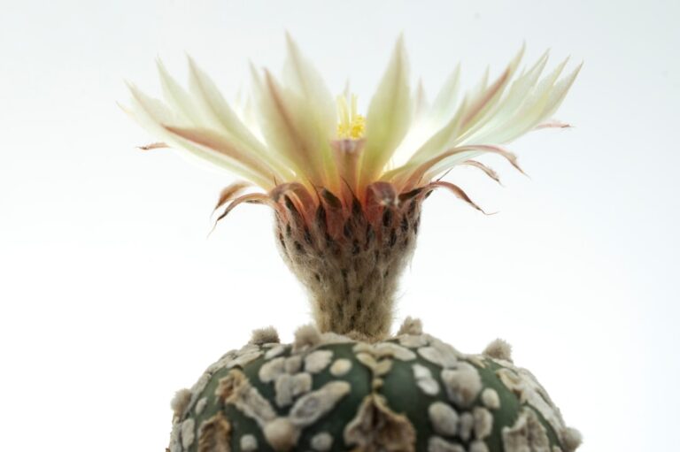 a pineapple on a rock
