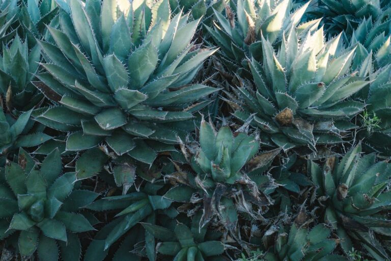 A cluster of spiky blue-green agave plants.