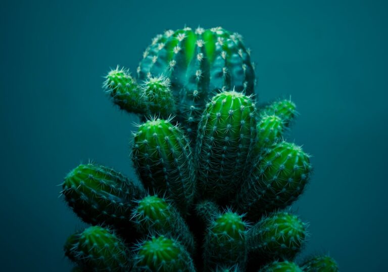 a close up of a cactus