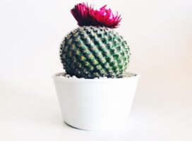 サボテンの植え替え完全ガイド|サインと時期、棘の扱い方まで