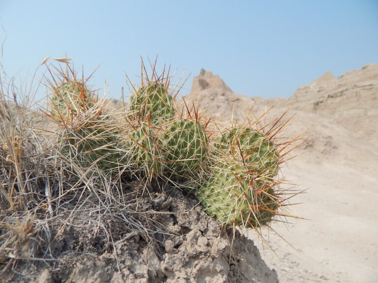 a group of cactus plants growing out of a rock