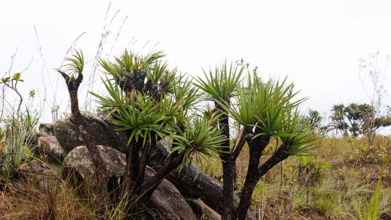 Spiky green plants grow on a rocky hillside