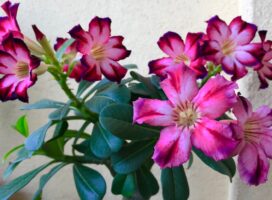 アデニウム・アラビカムとは｜砂漠の薔薇と塊根が紡ぐ造形美の世界