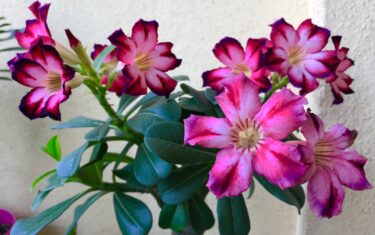 アデニウム・アラビカムとは｜砂漠の薔薇と塊根が紡ぐ造形美の世界