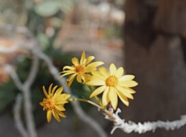 パキポディウム・サンダーシー 丸い塊根と黄金の花が咲く物語