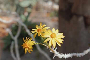 パキポディウム・サンダーシー 丸い塊根と黄金の花が咲く物語