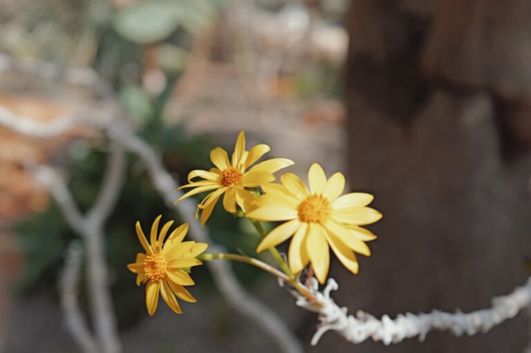 Three yellow wildflowers bloom on a branch.