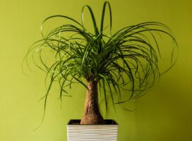 ボウカルネア トックリラン｜徳利幹が愛らしい丈夫な観葉植物