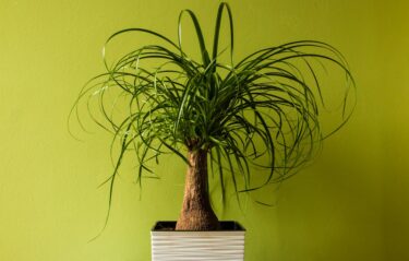 ボウカルネア トックリラン｜徳利幹が愛らしい丈夫な観葉植物