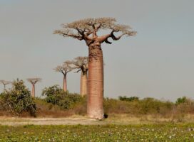 フォークイエリア・コルムナリスとは？逆さ人参と呼ばれる孤高の巨木