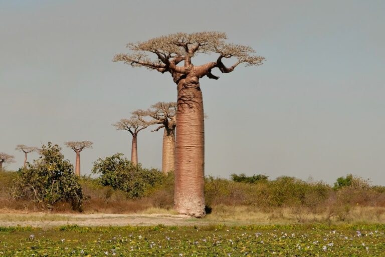 a bao tree in the middle of a field