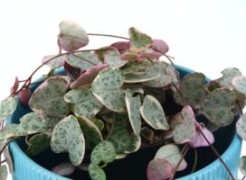 火星人の育て方｜青白く節くれ立つ異形の多肉植物、その魅力の世界へ