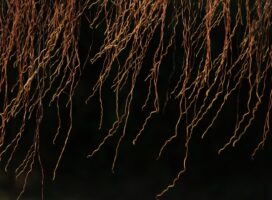 グラキリス発根管理完全ガイド｜輸入株を確実に発根させる方法
