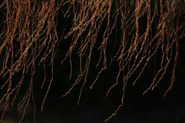 グラキリス発根管理完全ガイド｜輸入株を確実に発根させる方法