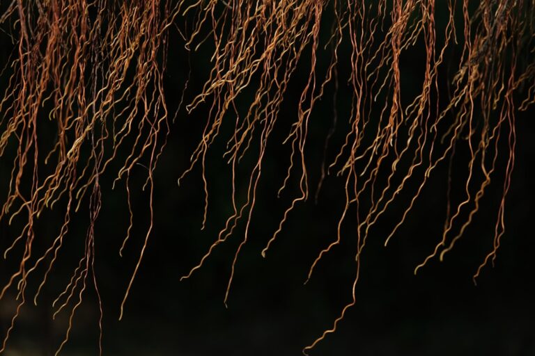 a close up of a bunch of tree branches