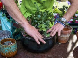 塊根植物の植え替えガイド|根詰まりのサインと季節の見極め方