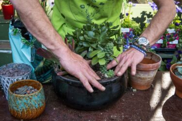 塊根植物の植え替えガイド|根詰まりのサインと季節の見極め方
