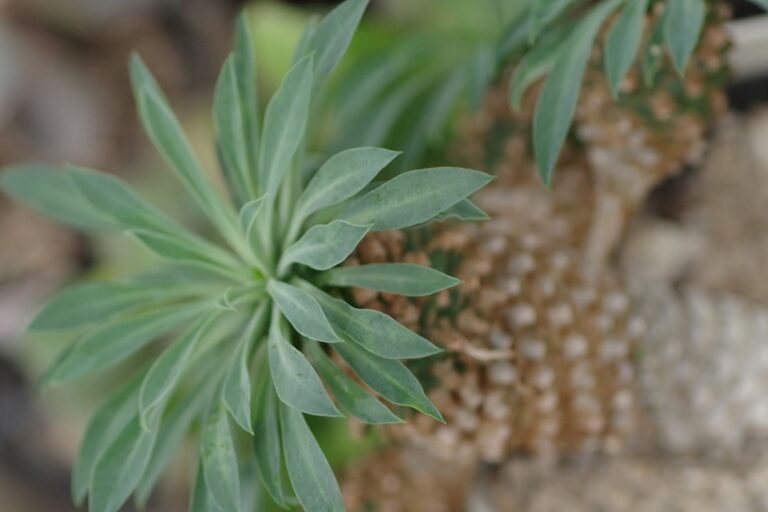A close up of a plant with leaves on it