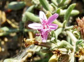 パキポディウム・デンシフローラムとは？黄花咲く塊根植物の魅力