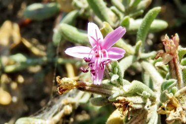 パキポディウム・デンシフローラムとは？黄花咲く塊根植物の魅力