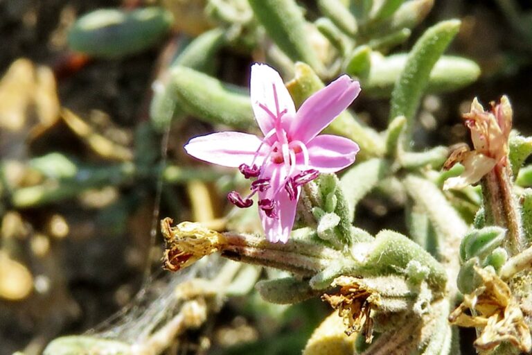 a close up of a flower