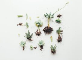 塊根植物の根腐れ対策完全ガイド｜初期サインから予防法まで徹底解説