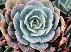塊根植物の冬越しガイド｜葉が落ちても慌てないで、休眠のサインです