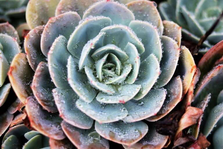 a close up of a flower