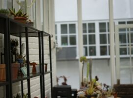塊根植物の魅力とは？時間をかけて愛でる、唯一無二の存在