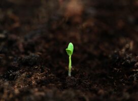 塊根植物の実生とは｜種蒔きから育てる、世界にひとつの塊根の魅力