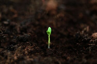 塊根植物の実生とは｜種蒔きから育てる、世界にひとつの塊根の魅力