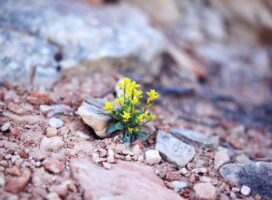 塊根植物の花を楽しむ完全ガイド｜開花の条件・品種別時期・待つ喜び