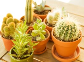 塊根植物と多肉植物の違いとは？グラデーションのような境界線の物語