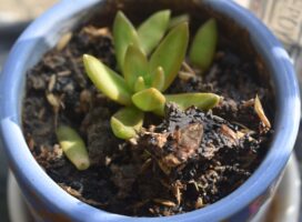 瑠璃晃(るりこう)の育て方｜青白い肌が群生する宝石のような多肉植物